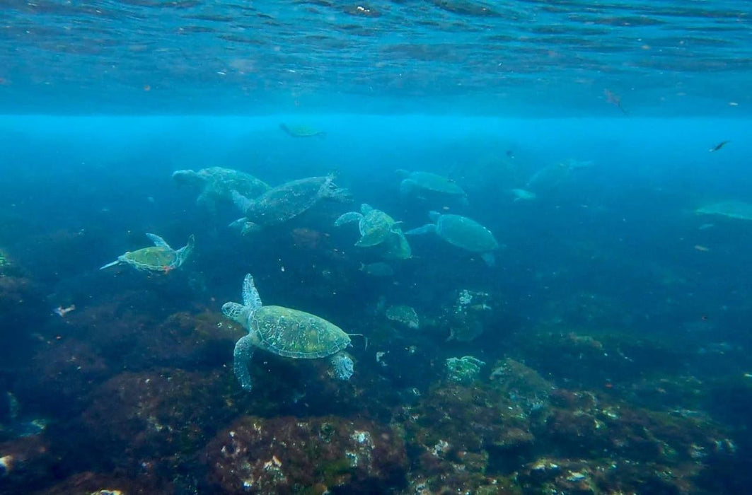 Snorkel With The Turtles In A Private Boat