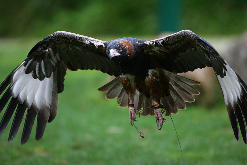 Yarra Valley Wildlife, Wine & Food Day Tour