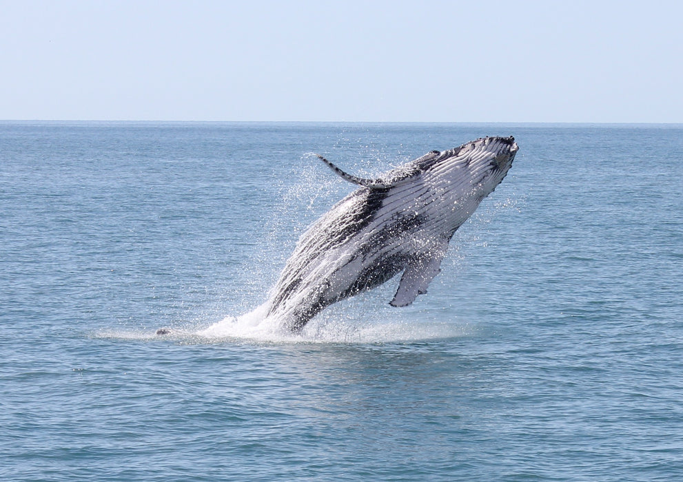 Premium Whale Watch Tour