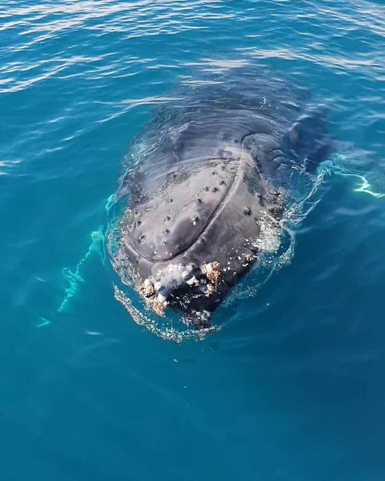 Dunsborough Whale Watching Eco Tours