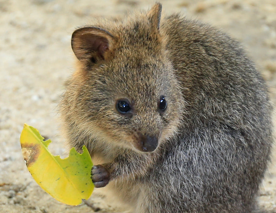 Rottnest Photographic Day Tour Without Ferry