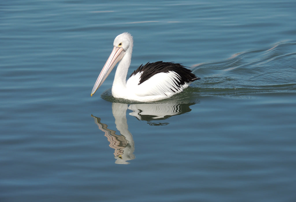 Mandurah Canals & Dolphin Watch Tour