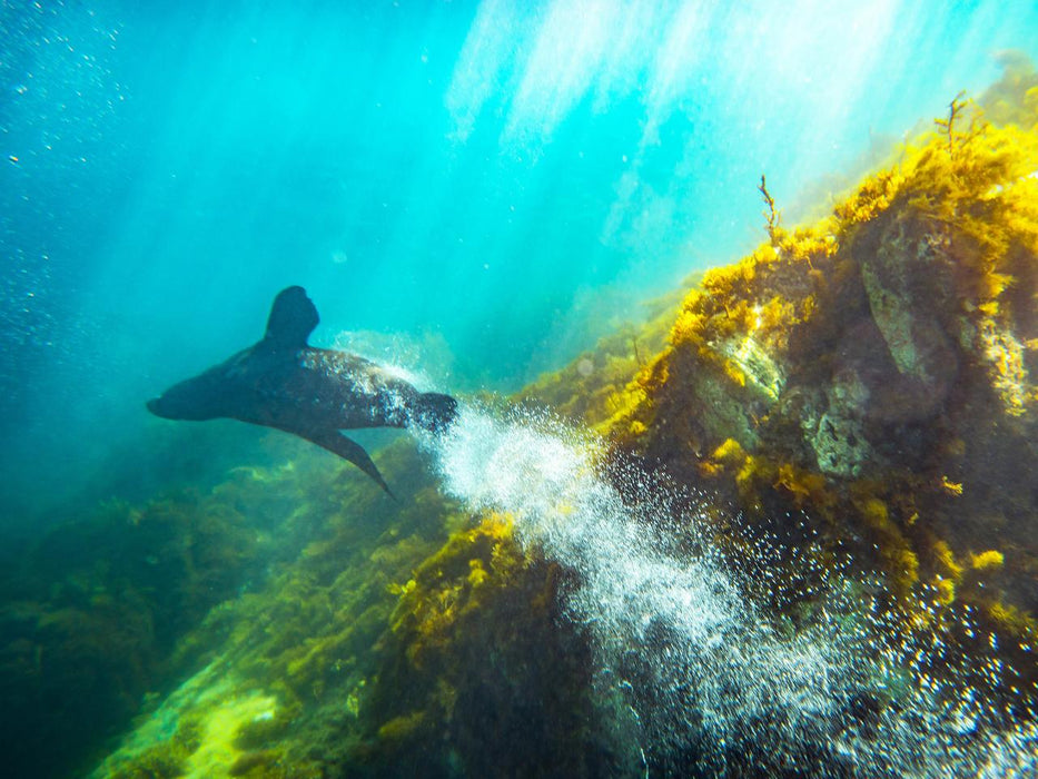 Kangaroo Island Ocean Safari - 2 Hour Swim With Dolphin, Seal & Coastal Snorkelling