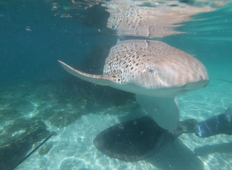 Zebra Shark Encounter With Entry Pass