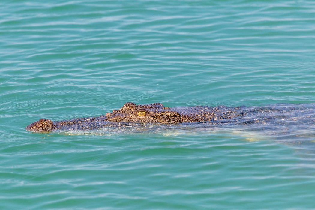 Willie Creek Pearl Farm Tour - Drive Yourself