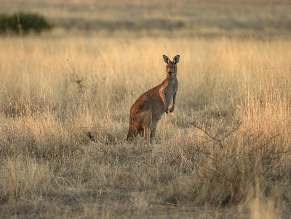 Private Coach - A Taste Of Kangaroo Island 24 Seater