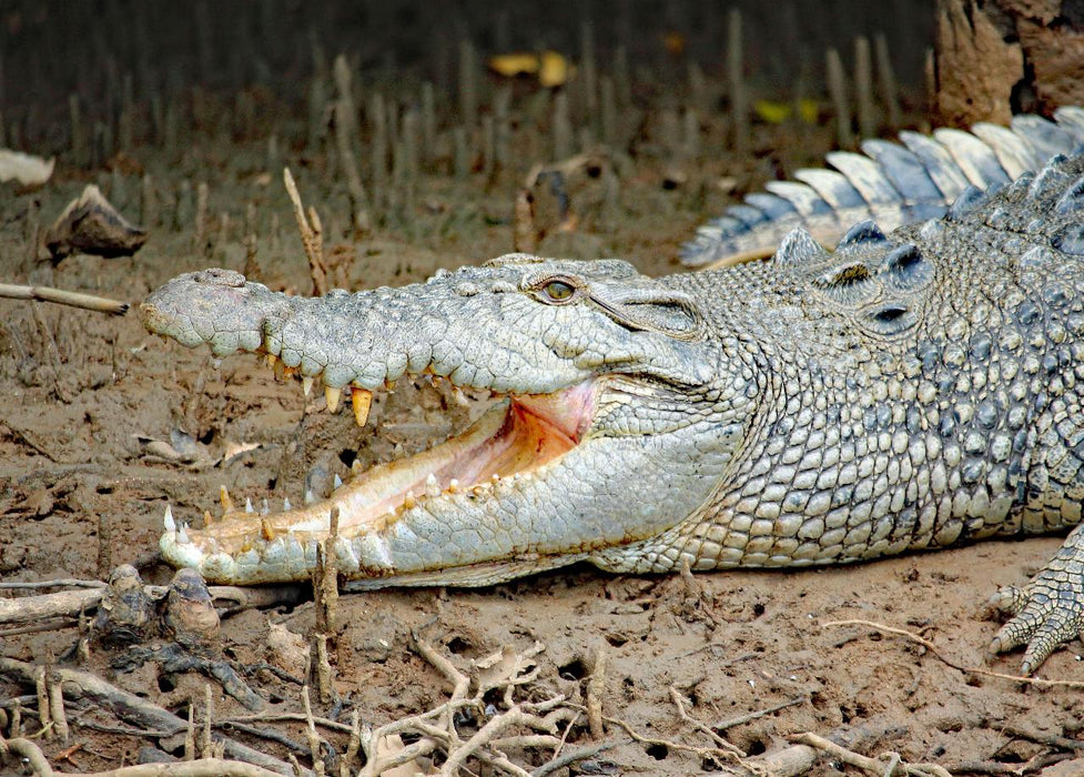 Johnstone River Croc & Wildlife Tour