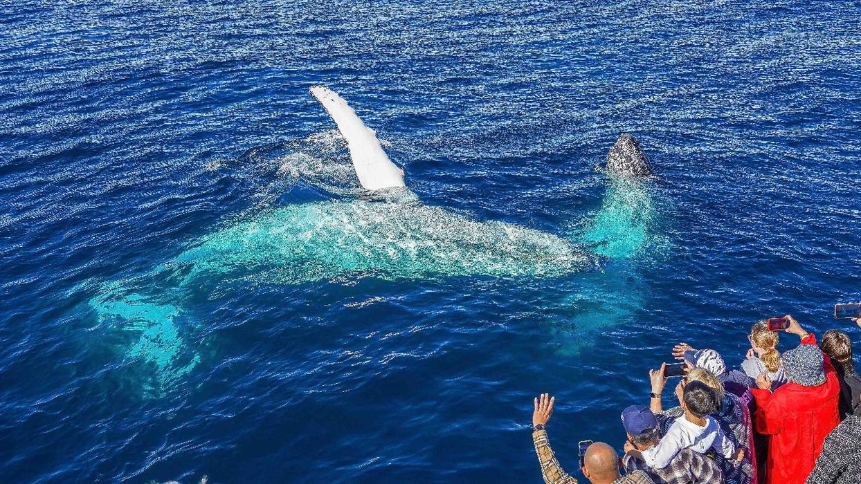 Whale Watching Cruise