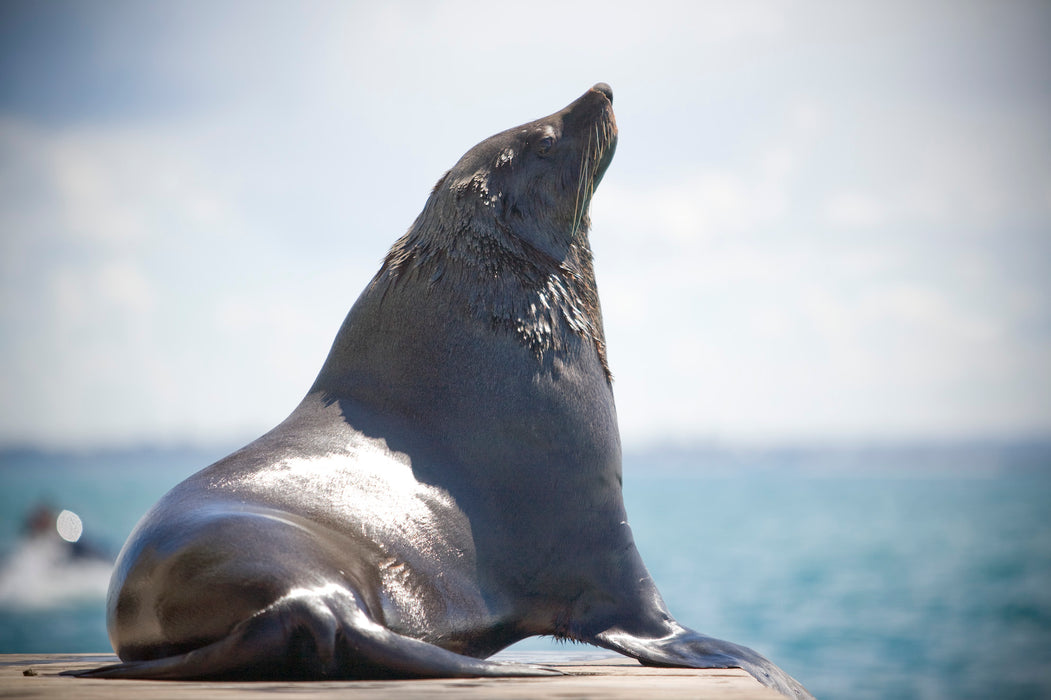 3 Hour Dolphin And Seal Swim