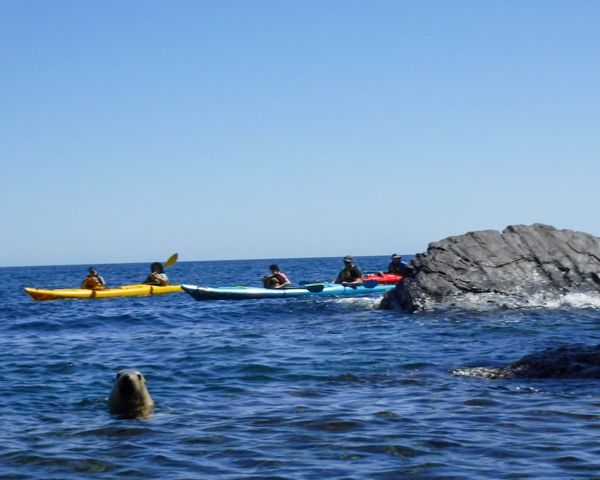 Rapid Bay Sea Kayaking Tour