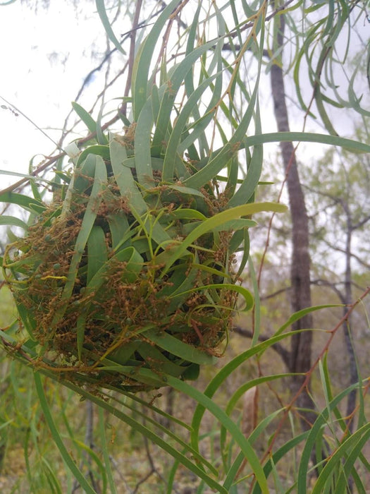 Litchfield Park Adventures + Berry Springs Natural Reserve