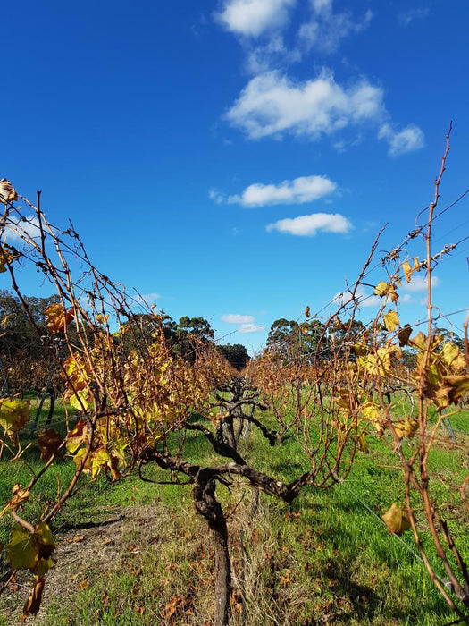 Full Day Wine & All About It Tour: Scones, Chocolate, Wineries, Lunch & More!