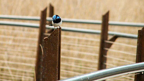 Best Of Wildlife And Birds Tour - Canberra