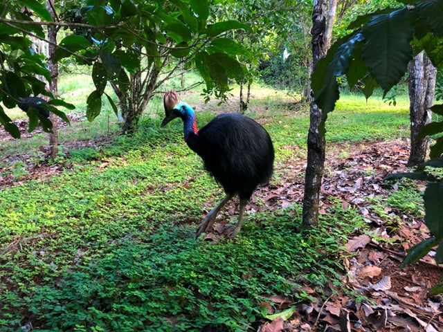 Private Cairns Tablelands Tasting Tour