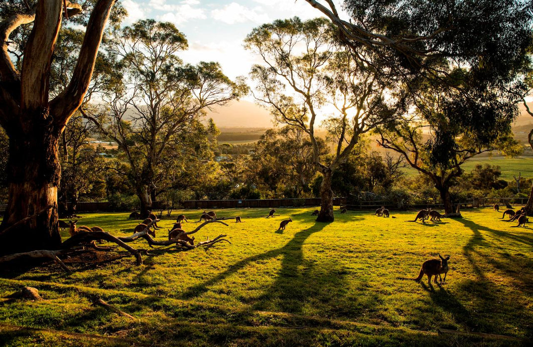 Hobart Highlights Day Tour