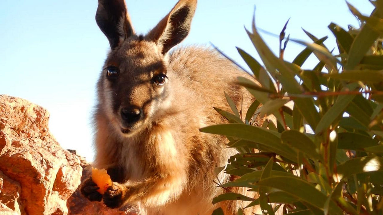 3-Day Flinders Ranges & Outback Small Group 4Wd Eco Safari