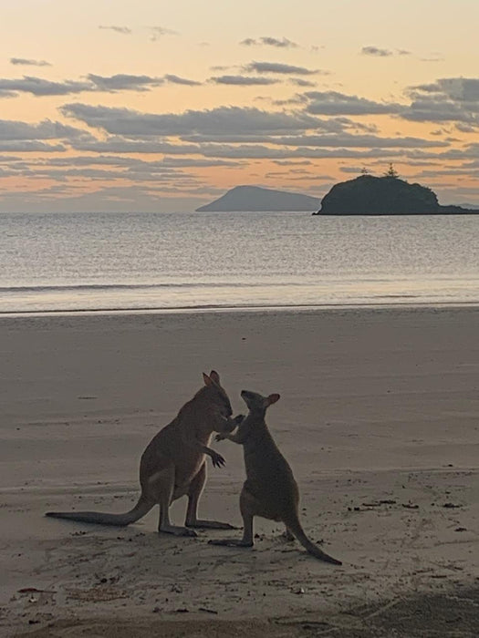 Beach Sunrise With The Wallabies