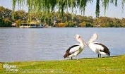 Paddle Boat Lunch Cruise & Hahndorf-Adelaide Hills Tour