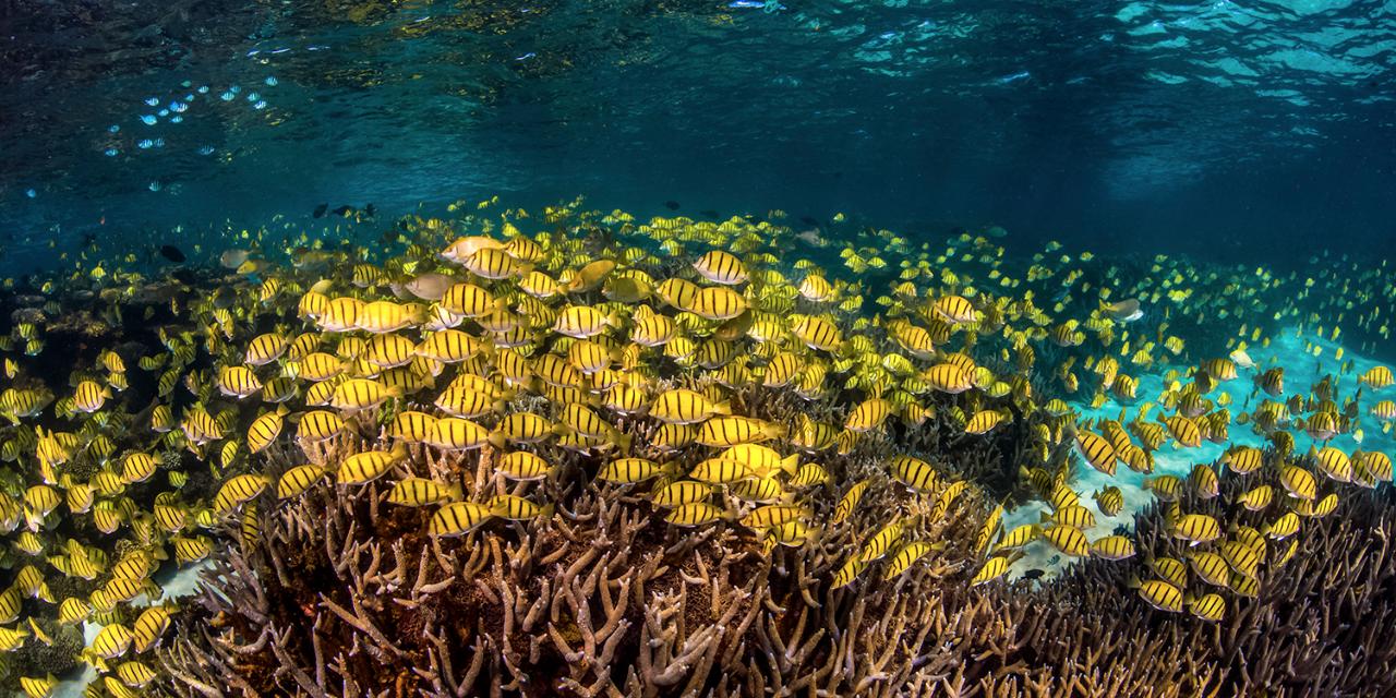 Coral Viewing & Snorkel Tour, Exmouth 2Hrs