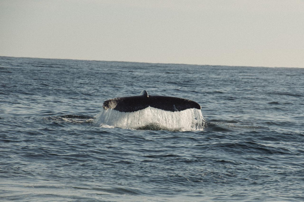 Safari-Style Whale Watching Gold Coast