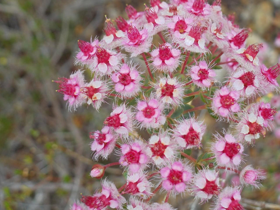 Wonderful Western Wildflowers