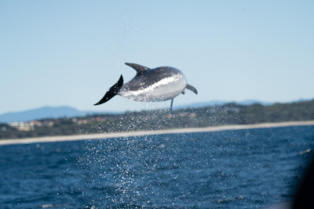 Dolphin Cruise