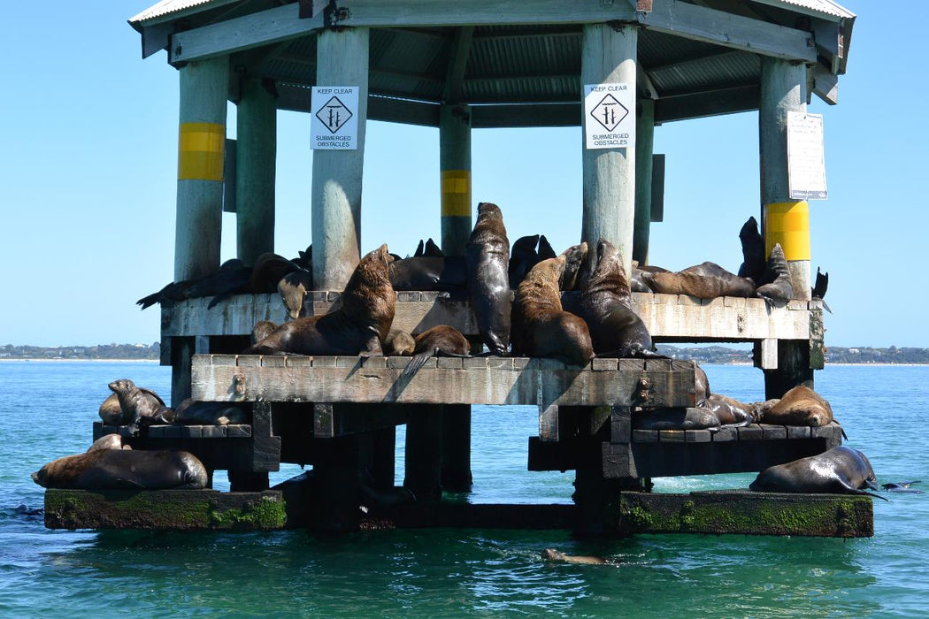 1.5Hr Dolphin And Seal Watching Eco Boat Tour Mornington Peninsula