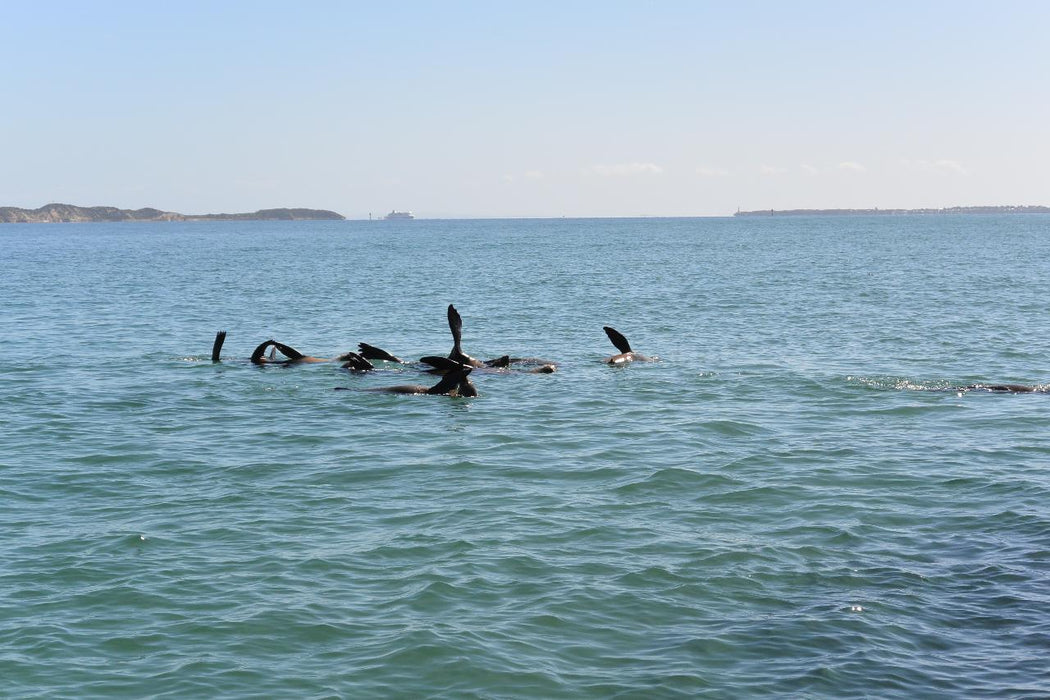 1.5Hr Dolphin And Seal Watching Eco Boat Tour Mornington Peninsula