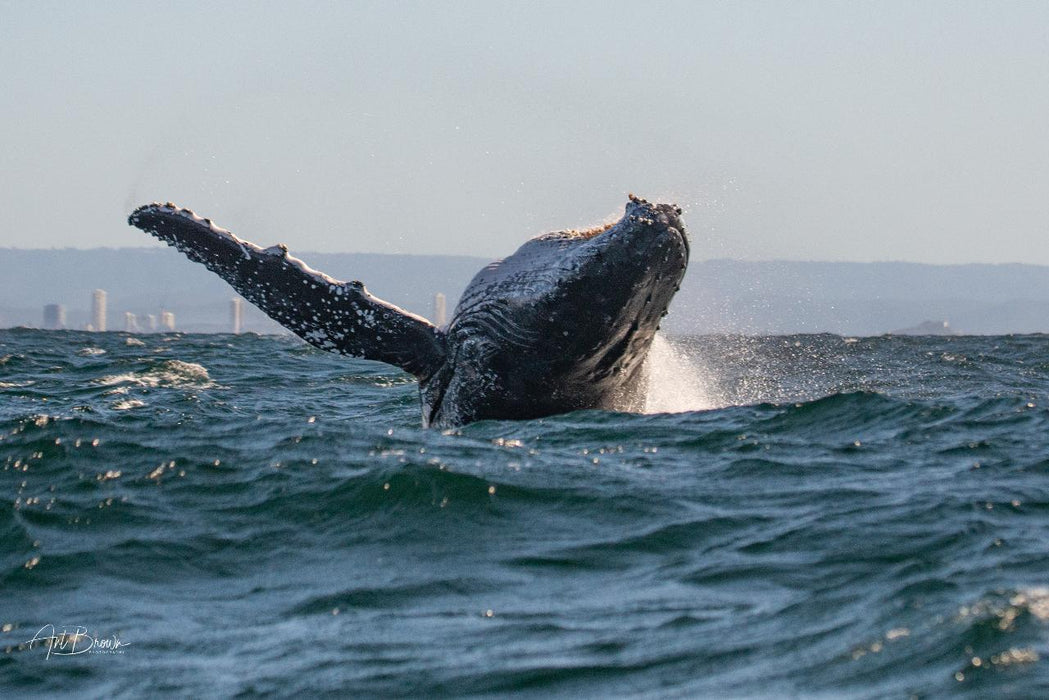 Safari-Style Whale Watching Gold Coast