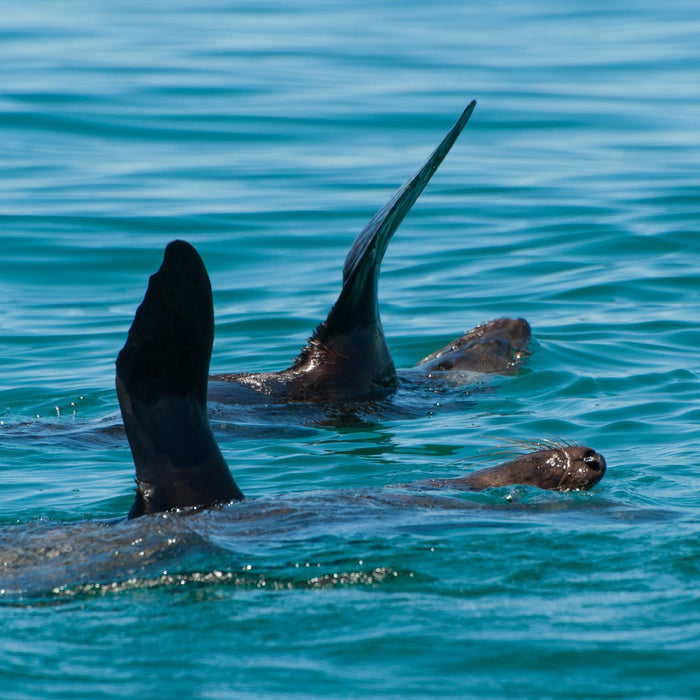 1.5Hr Dolphin And Seal Watching Eco Boat Tour Mornington Peninsula