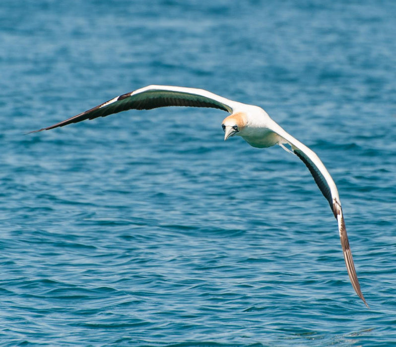 1.5Hr Dolphin And Seal Watching Eco Boat Tour Mornington Peninsula