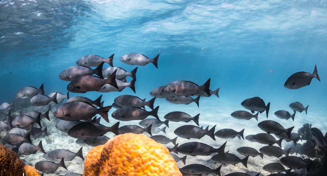 Whale Shark Adventure Swim Exmouth