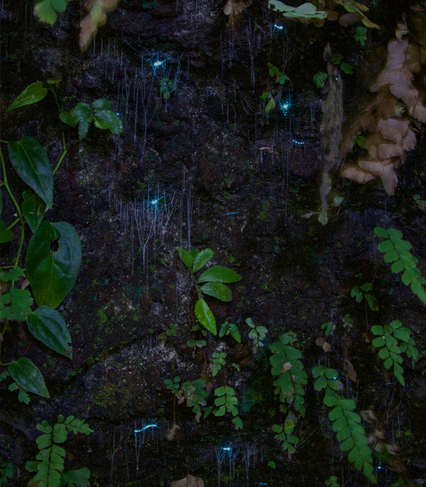 Evening Rainforest & Glow Worm Experience