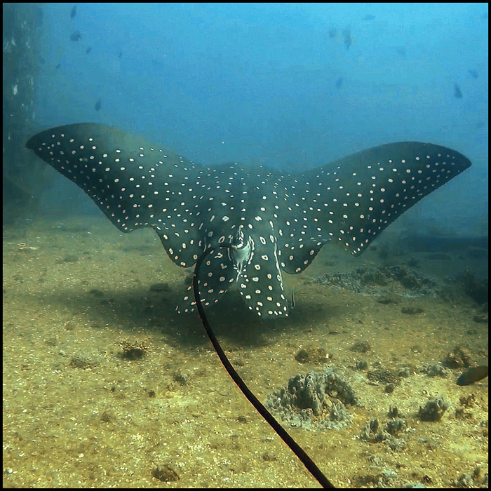 Ex-Hmas Brisbane Double Dive