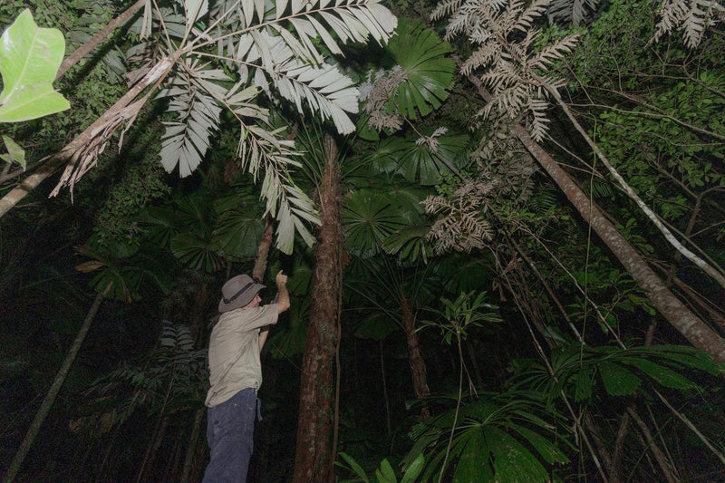 Daintree Rainforest Night Walk Tour