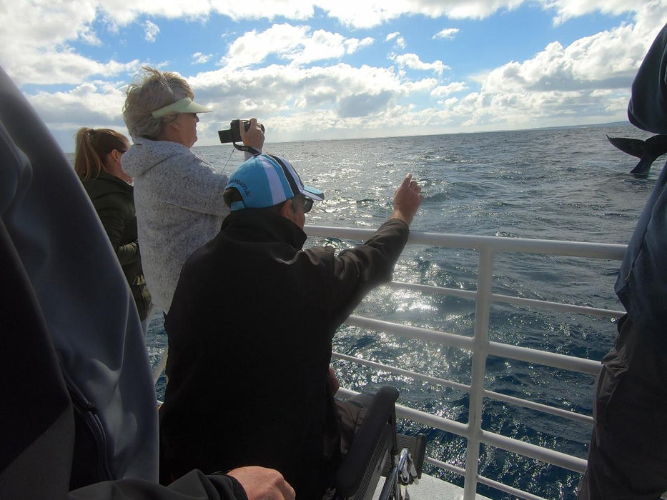 Hervey Bay Whale Search And Dolphin Watch