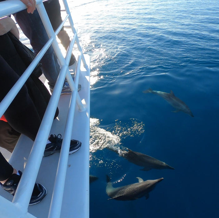 Hervey Bay Whale Search And Dolphin Watch