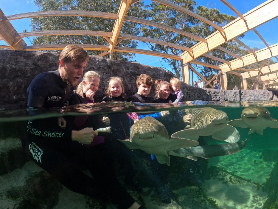 Zebra Shark Encounter With Entry Pass