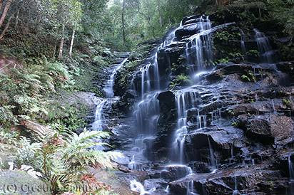 Blue Mountains Vintage Cadillac High Tea Private Tour. 3 Hour Experience. Includes High Tea At The M