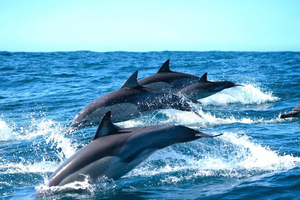 Dolphin Cruise