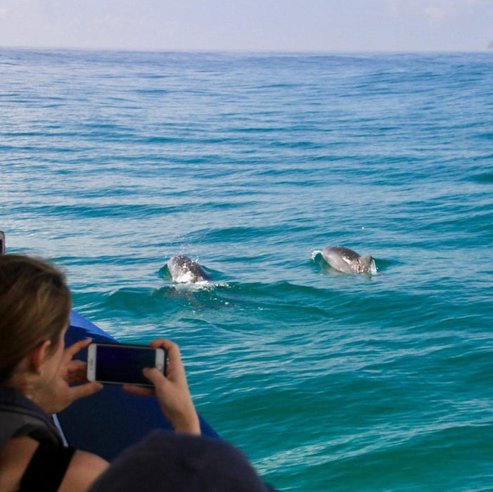 Dolphin Cruise