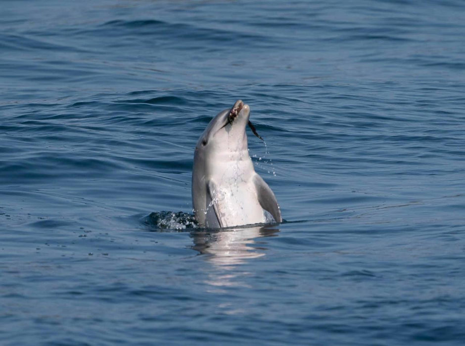 Dolphin Cruise