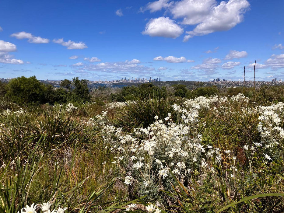 Nature, Culture And History Immersion In North Head Walk