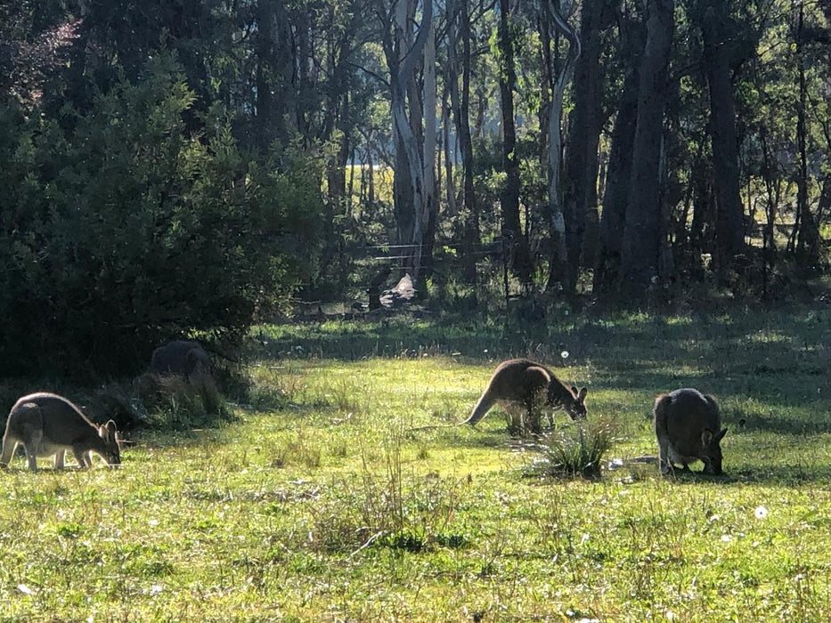 Blue Mountains Into The Wild Overnight Camping 4Wd Off Road Wilderness Adventure + River Cruise.