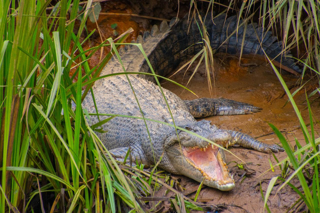 Johnstone River Croc & Wildlife Tour