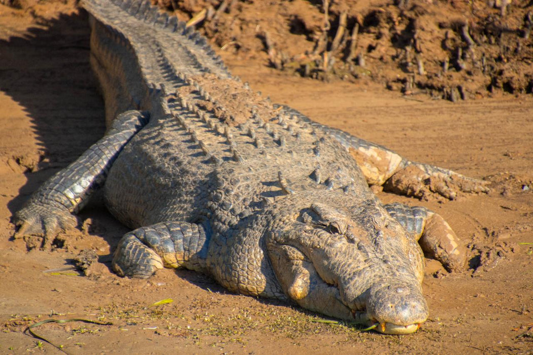 Johnstone River Croc & Wildlife Tour