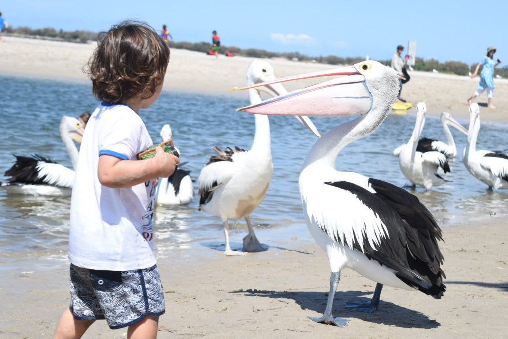 Gold Coast Eco Safari