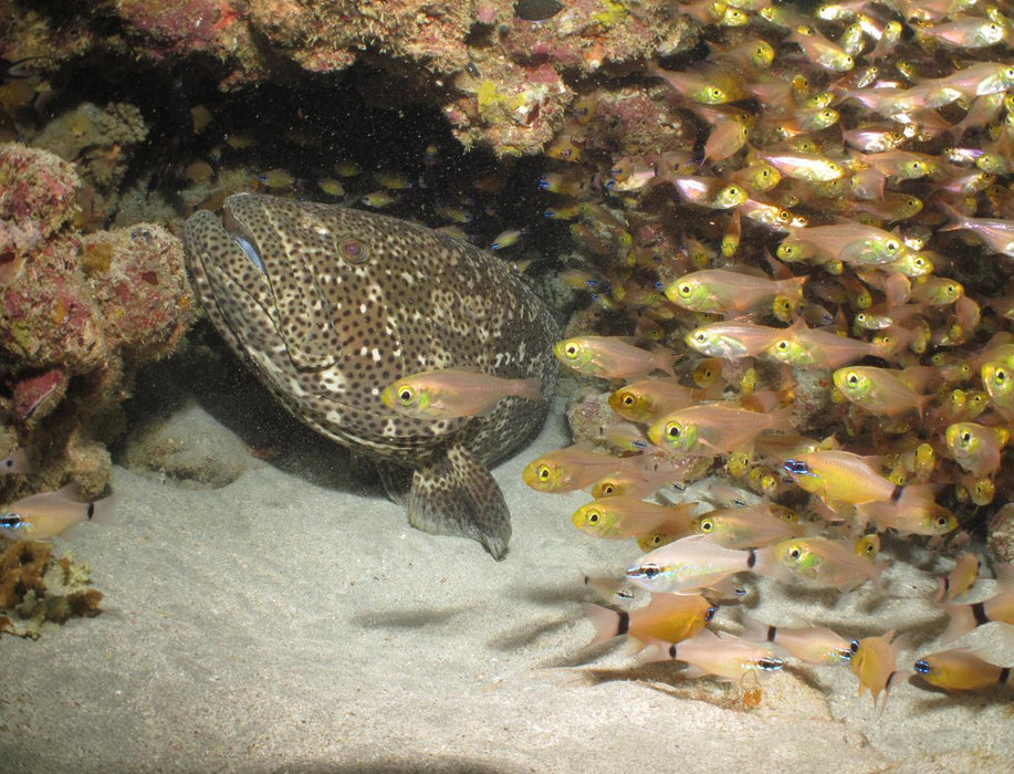 Outer Reef Or Muiron Island Dive And Snorkel Tour