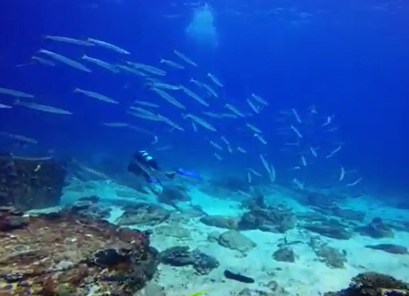 2 Dive Trip - Wreck Of The Aarhus And Smith's Rock