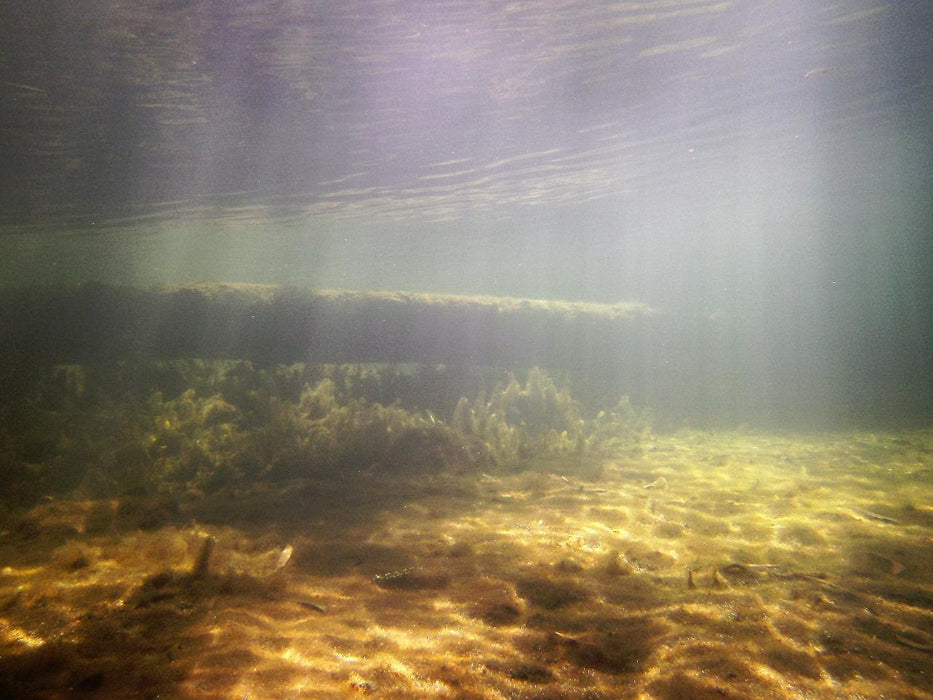 Rainforest Platypus Dive